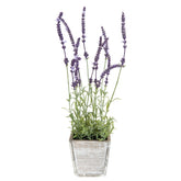 Lavanda in vaso di legno H45